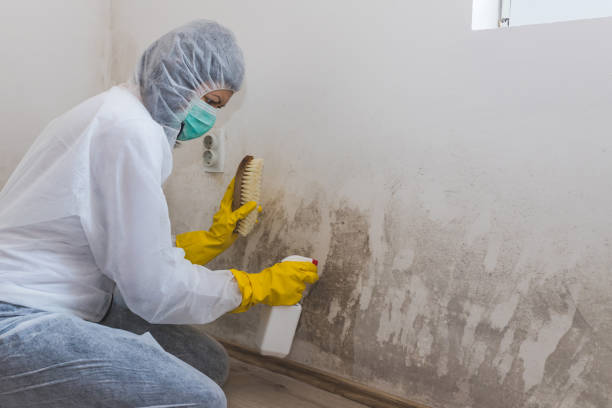 Best Air Quality Testing for Mold Spores  in Patterson, CA