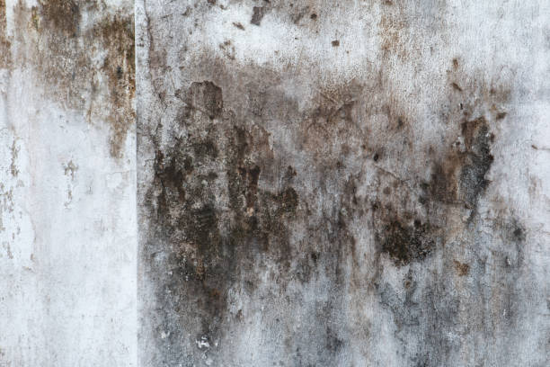 Best Mold Documentation for Insurance Claims  in Patterson, CA