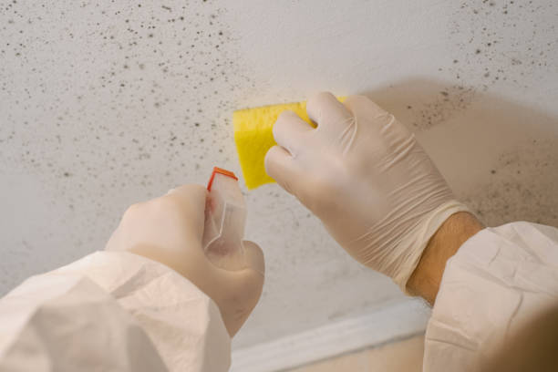 Best Industrial Mold Remediation  in Patterson, CA