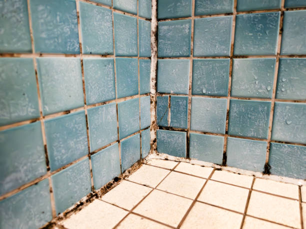 Best Mold Removal for HVAC Installations  in Patterson, CA